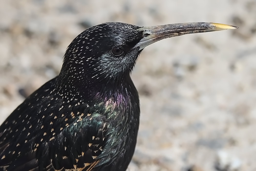 Starling